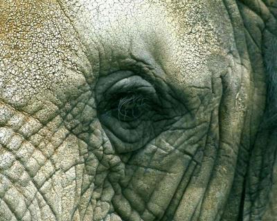 Close up with Elefants in Tanzania